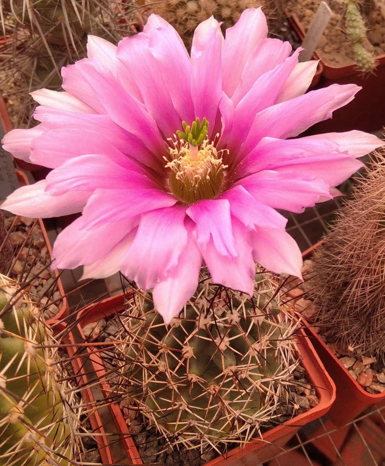 Echinocereus fendleri v. kuenzleri "hempelii"SB187 -seeds-насіння-