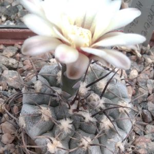 Gymnocalycium ochoterenae v. cinereum -selection- MG-seeds-насіння-