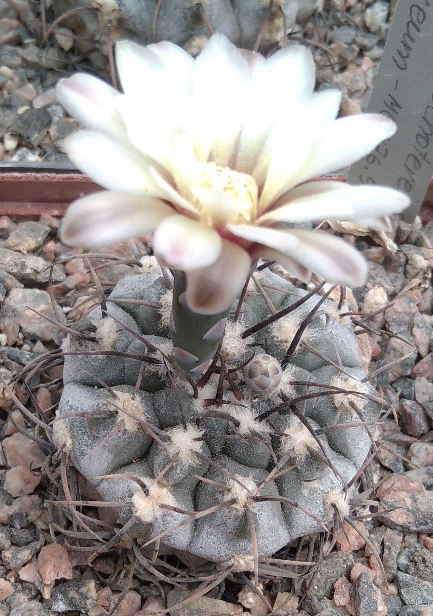 Gymnocalycium ochoterenae v. cinereum -selection- MG-seeds-насіння-
