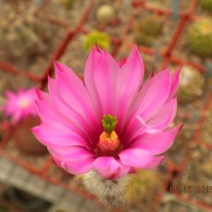 Wilcoxia zopilotensis -Piltz-seeds-насіння-