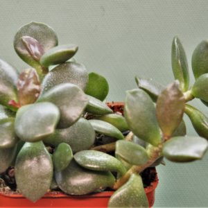 Adromischus-hemisphaericus-1