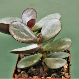 Adromischus-liebenbergi-Near-Vredendal-South-Africa-3