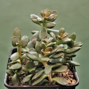 Adromischus-liebenbergi-Skitterykloof-South-Africa-1