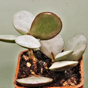 Adromischus-liebenbergi-Skitterykloof-South-Africa-3