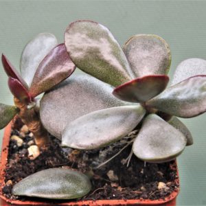 Adromischus-liebenbergi-Skitterykloof-South-Africa-4