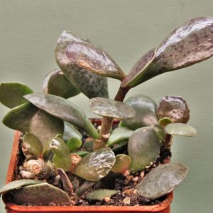 Adromischus-maculatus-2