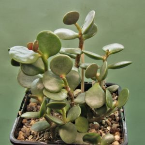Adromischus-subviridis-CR1179-Bloukrans-Pass-Calvinia-South-Africa-1