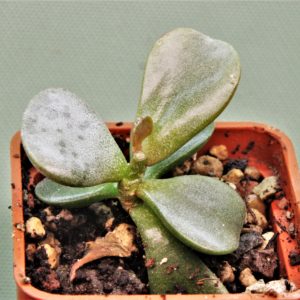 Adromischus-triflorus-Swartberg-1