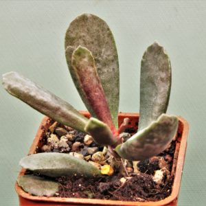 Adromischus-triginus-1