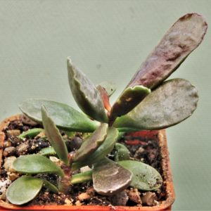 Adromischus-triginus-2