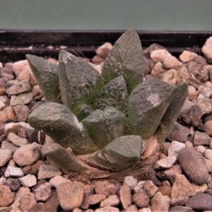 Ariocarpus-fissuratus-PP353-Cuatro-Cienegas-Coahuila