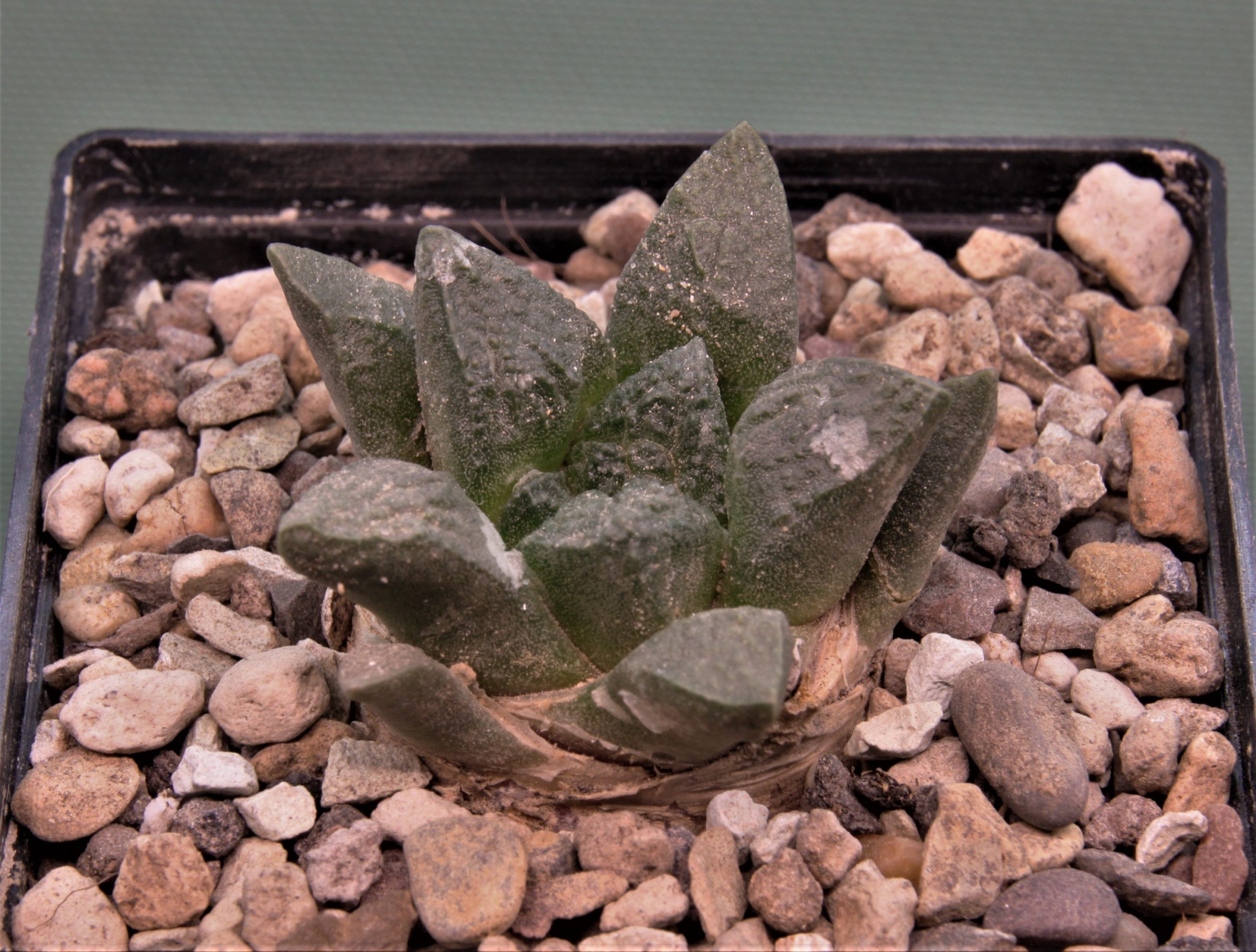 Ariocarpus-fissuratus-PP353-Cuatro-Cienegas-Coahuila