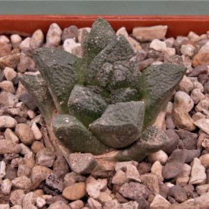 Ariocarpus-fissuratus-RUS346-Ocampo-Coahuila