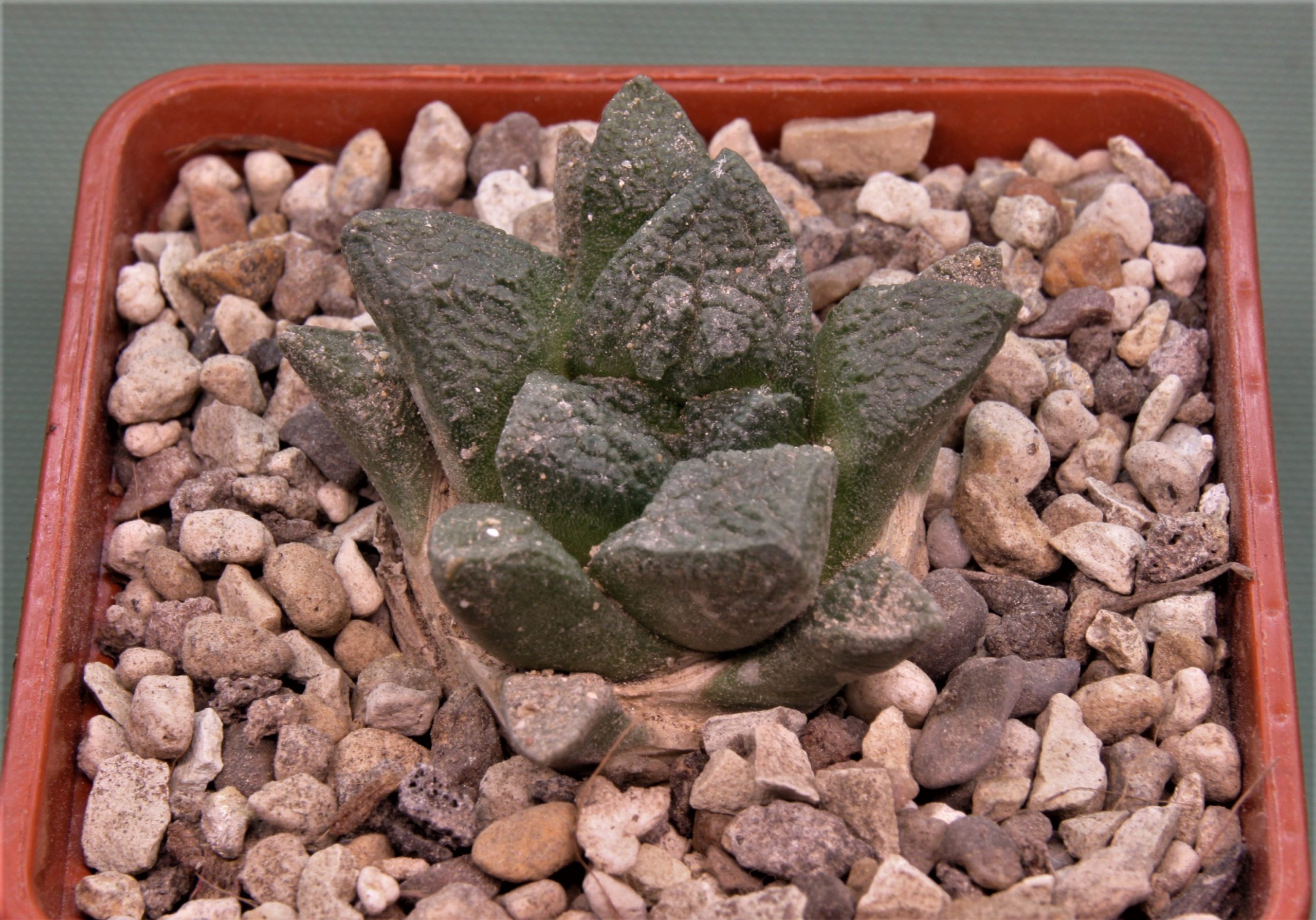 Ariocarpus-fissuratus-RUS346-Ocampo-Coahuila