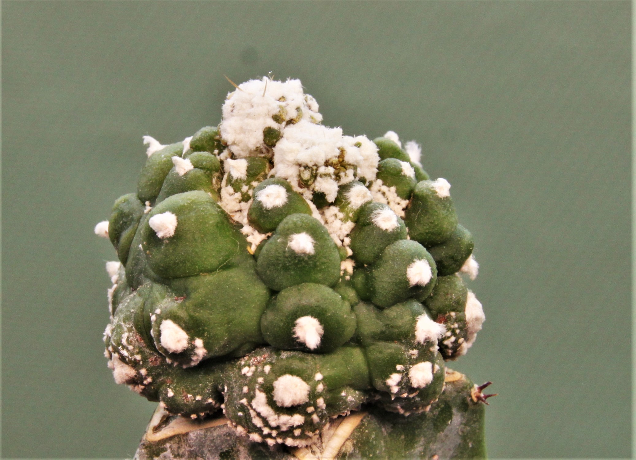 Astrophytum-asterias-Kikko-roseoflorum-P5