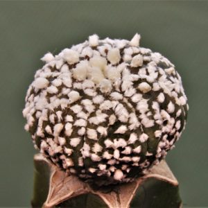 Astrophytum-asterias-cv.-Super-Kabuto-1