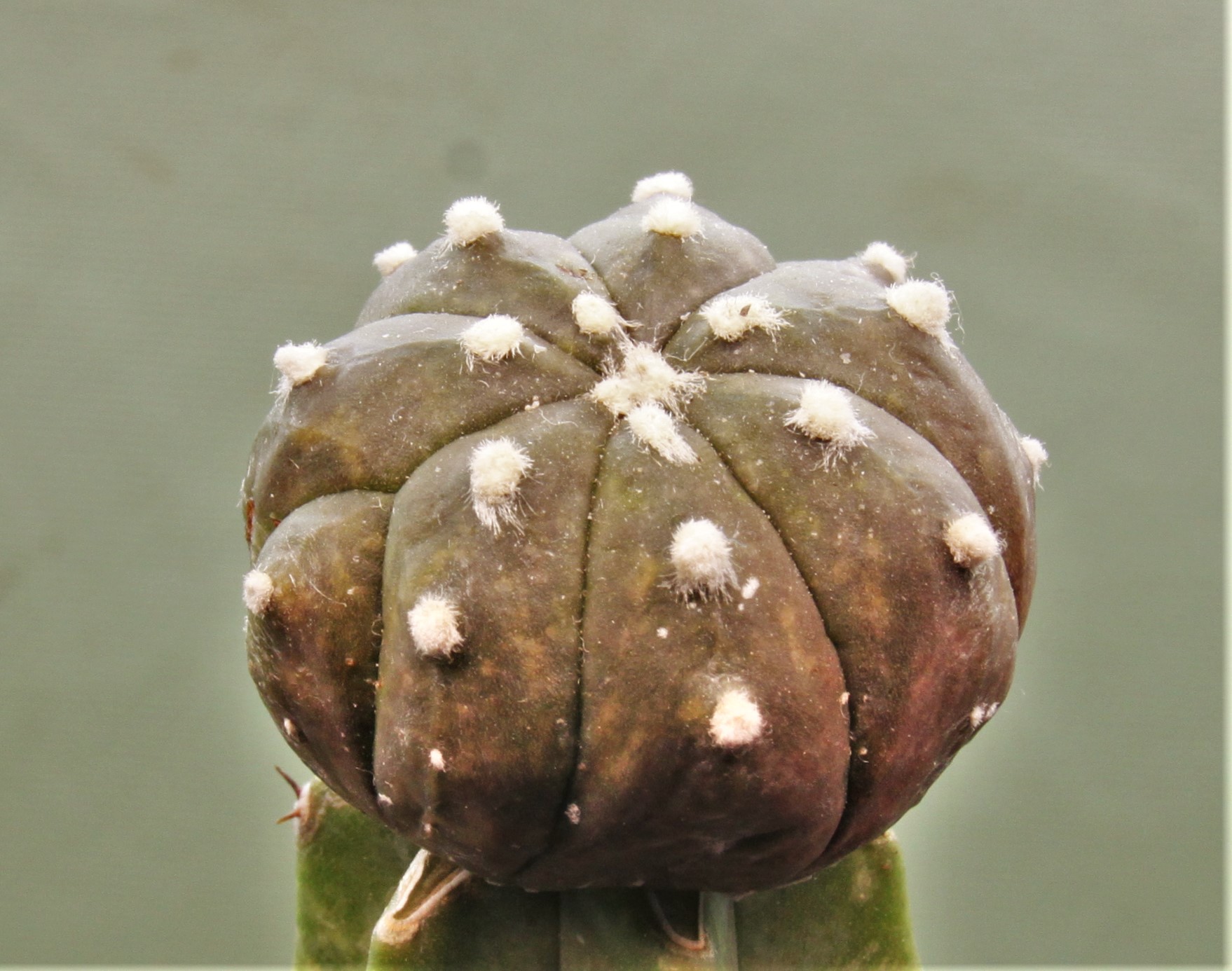Astrophytum-asterias-v.-nudum-f.violet-R1.