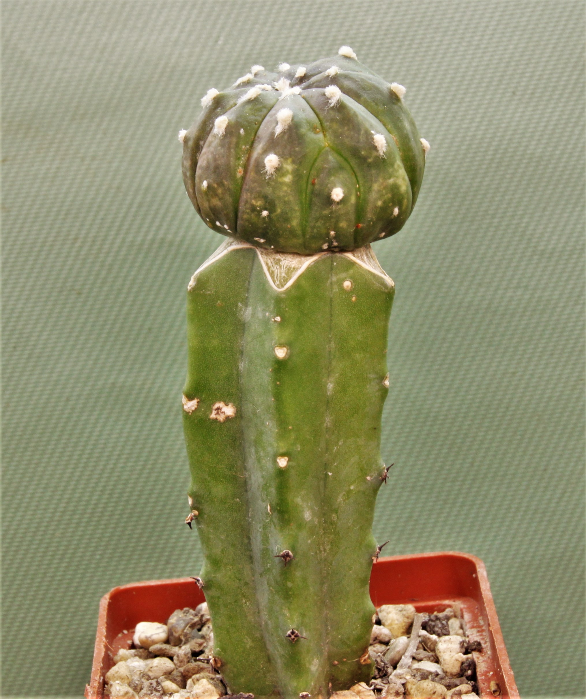 Astrophytum asterias v. nudum f.violet-Р2. Кубик 6х6см. 220грн.