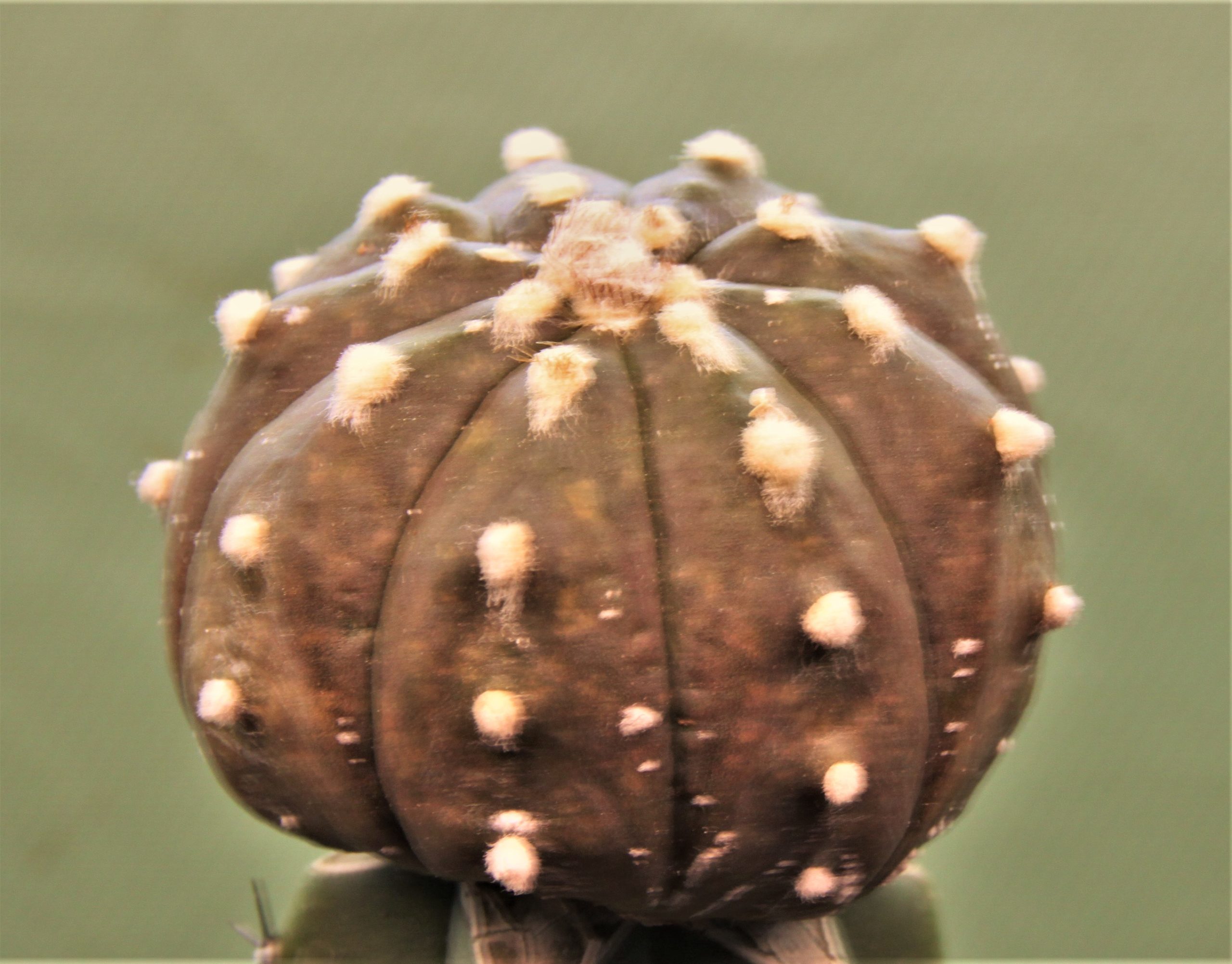 Astrophytum-asterias-v.-nudum-f.violet-R3