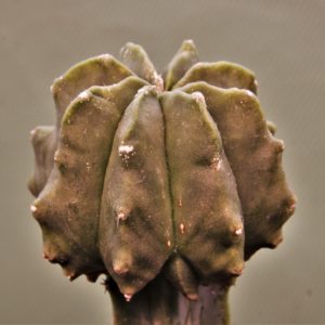 Astrophytum-myriostigma-Kikko-1
