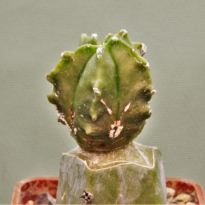 Astrophytum-myriostigma-Kikko-17.