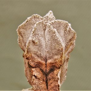 Astrophytum-myriostigma-Onzuka-Fukuryu-1