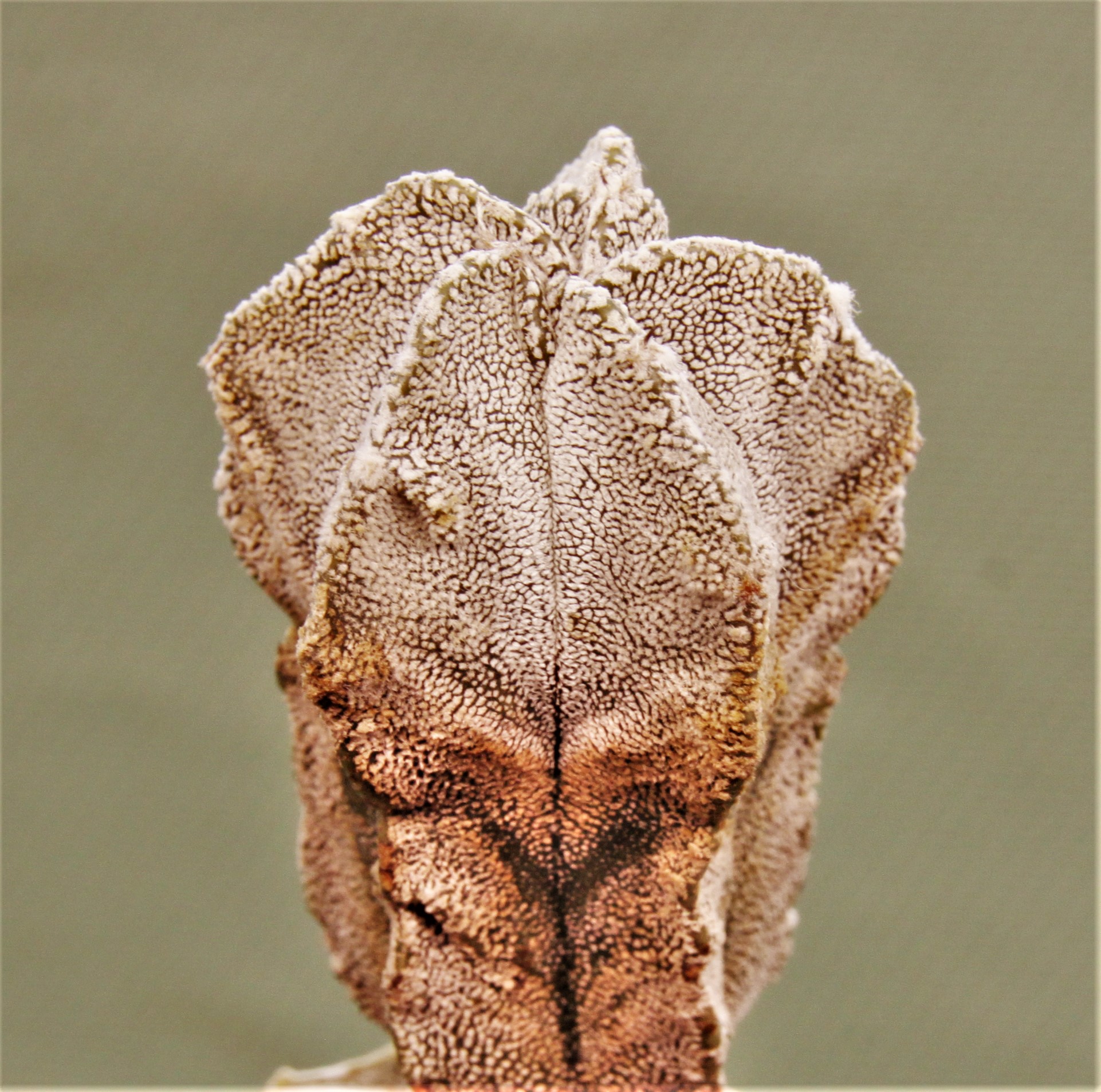 Astrophytum-myriostigma-Onzuka-Fukuryu-1