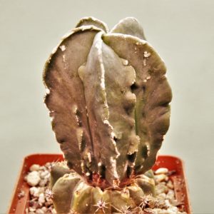 Astrophytum-myriostigma-cv.-Fukuryu-P3