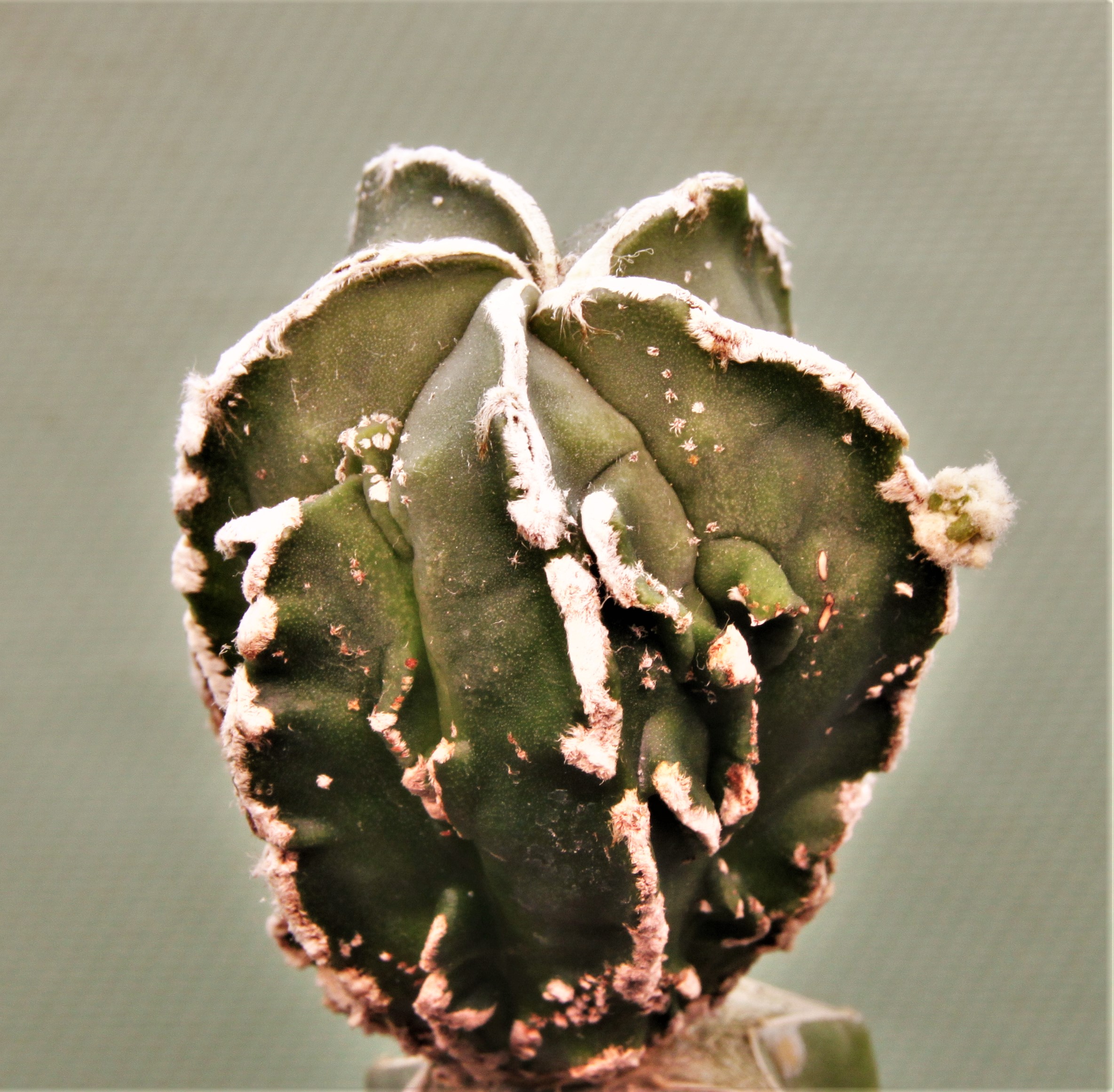 Astrophytum-myriostigma-cv.-Hakujo-Fukuryu-P1.