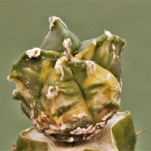 Astrophytum-myriostigma-variegata-2