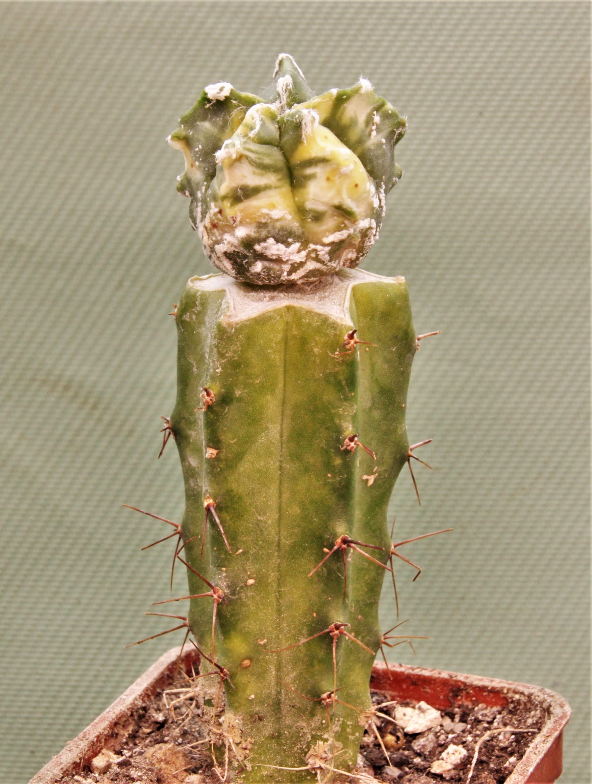 Astrophytum-myriostigma-variegata-2. Кубик 5х5см. 180грн.