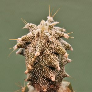 Astrophytum-ornatum-Kikko-1