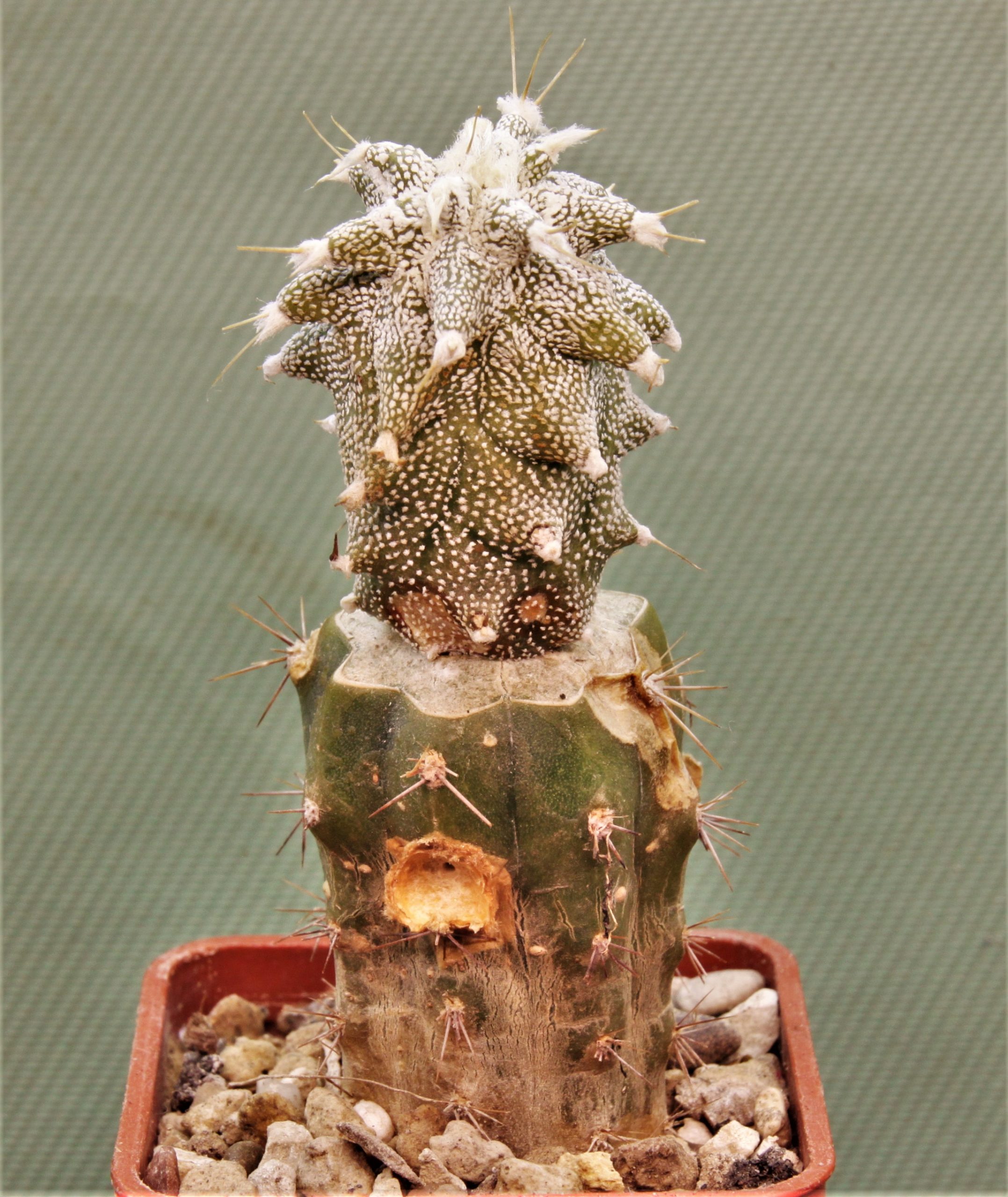 Astrophytum ornatum Kikko-1. Кубик 5х5см. 1100грн.
