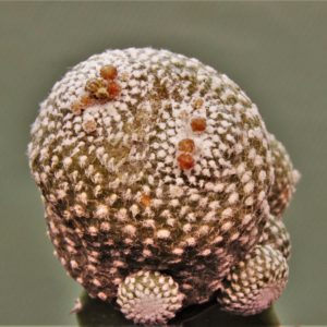 Blossfeldia-subterranea.