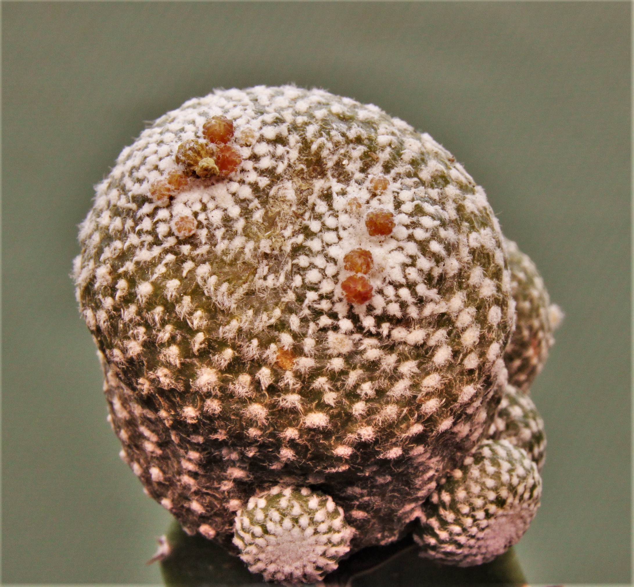 Blossfeldia-subterranea.