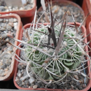 Echinofossulocactus  gladiatus - v. carneus