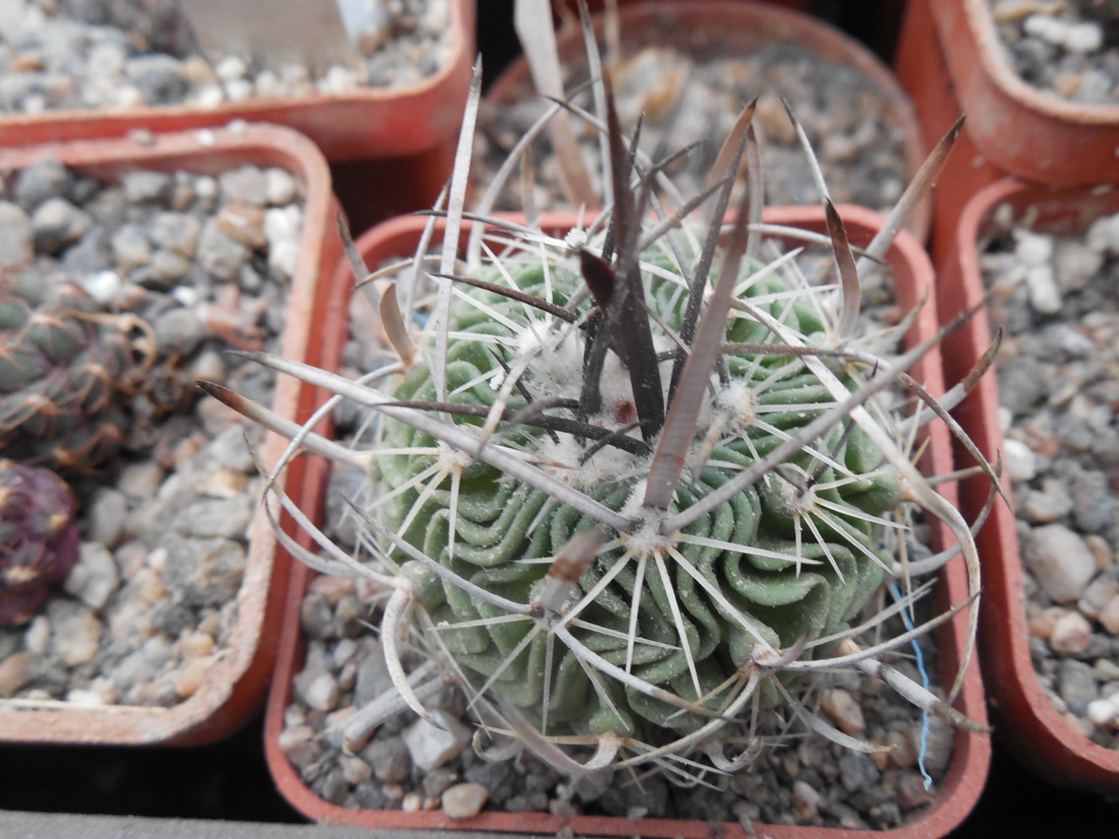 Echinofossulocactus  gladiatus - v. carneus