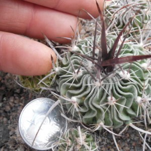 Echinofossulocactus  gladiatus - v. carneus