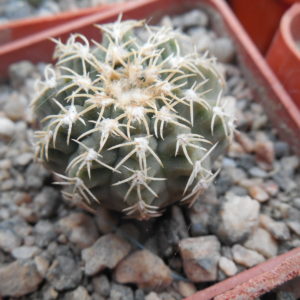 Gymnocalycium kvehlianum - v.flavispinum