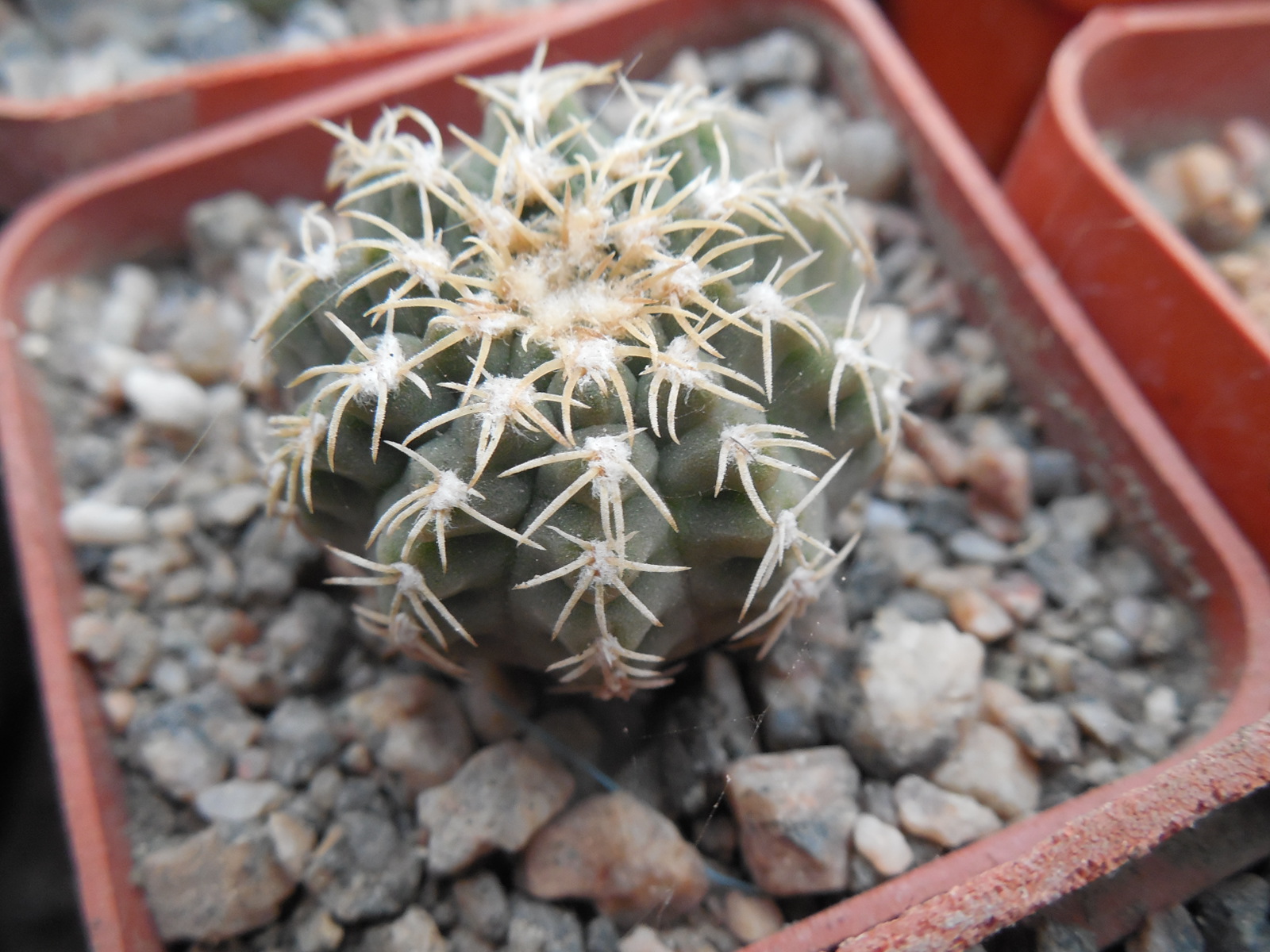 Gymnocalycium kvehlianum - v.flavispinum