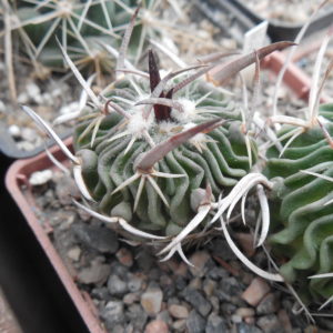Echinofossulocactus  gladiatus - Panarotto -