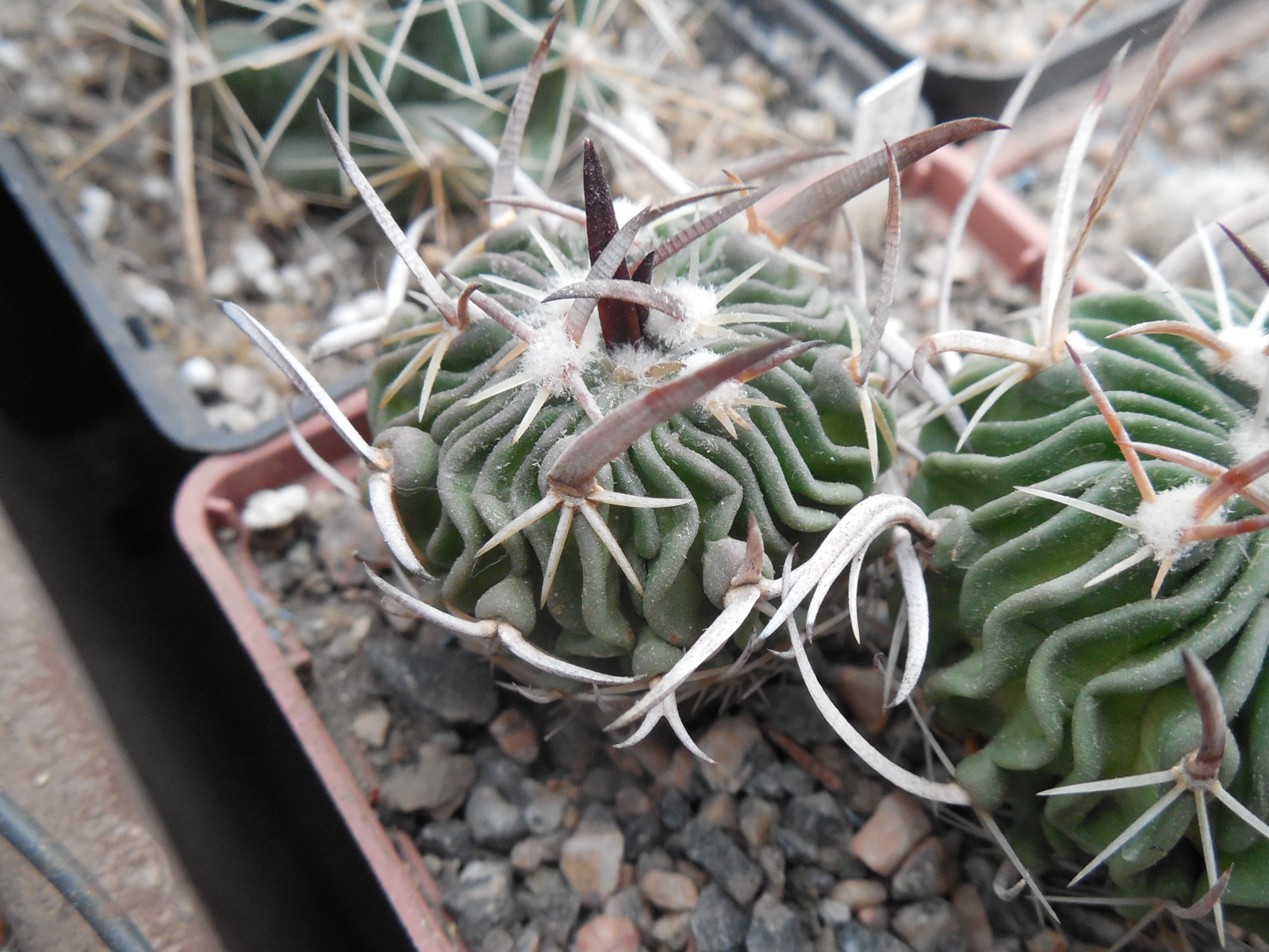 Echinofossulocactus  gladiatus - Panarotto -