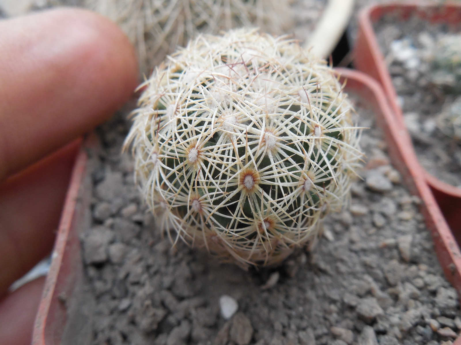 Coryphantha palmeri GL 66 - ne Aramberri, NL.   MG