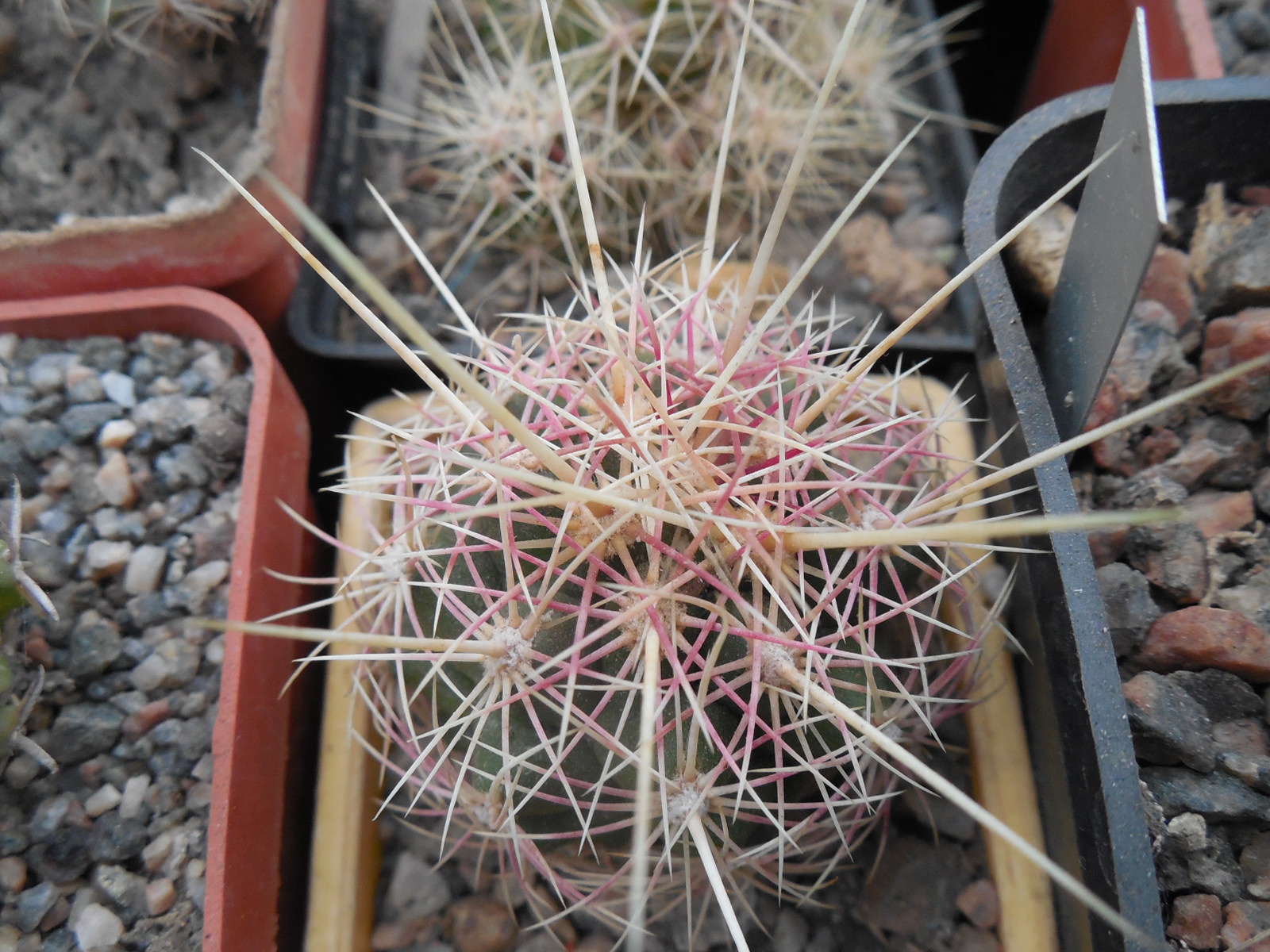 Thelocactus bicolor - v.tricolor x bolansis  - суперквітки