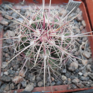 Thelocactus bicolor  VZD 031 - Kupcak