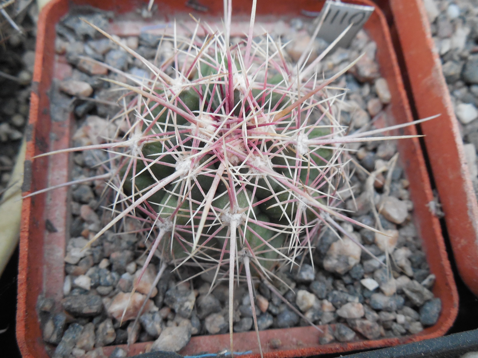 Thelocactus bicolor  VZD 031 - Kupcak