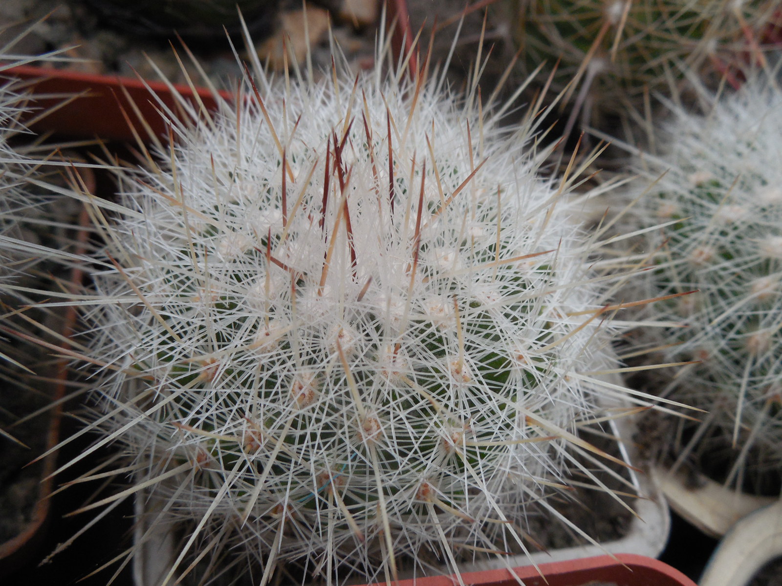 Echinomastus macdowelii - f. Sniceri MH 434 - Kupcak -