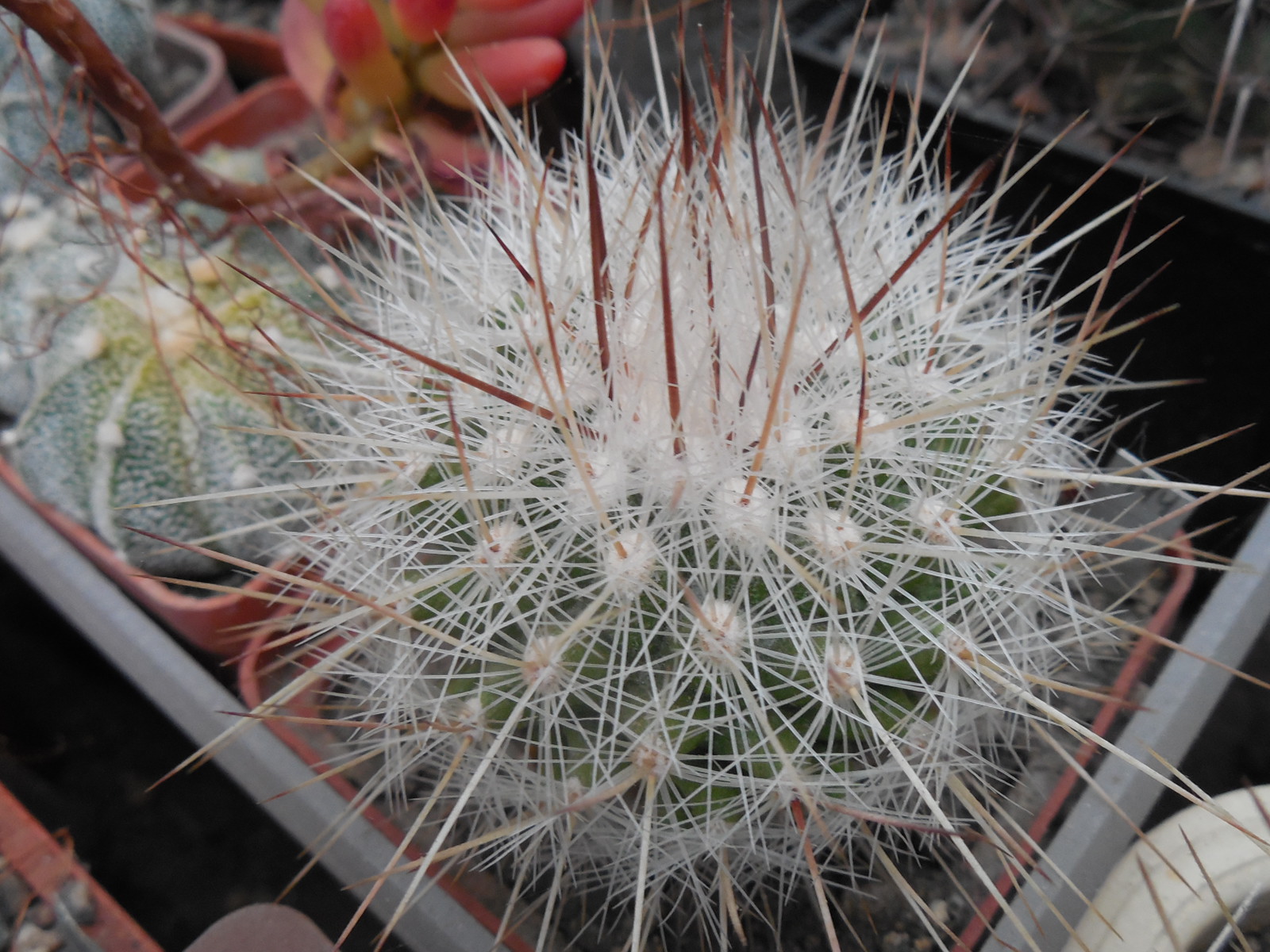 Echinomastus macdowelii - f. Sniceri MH 434 - Kupcak -