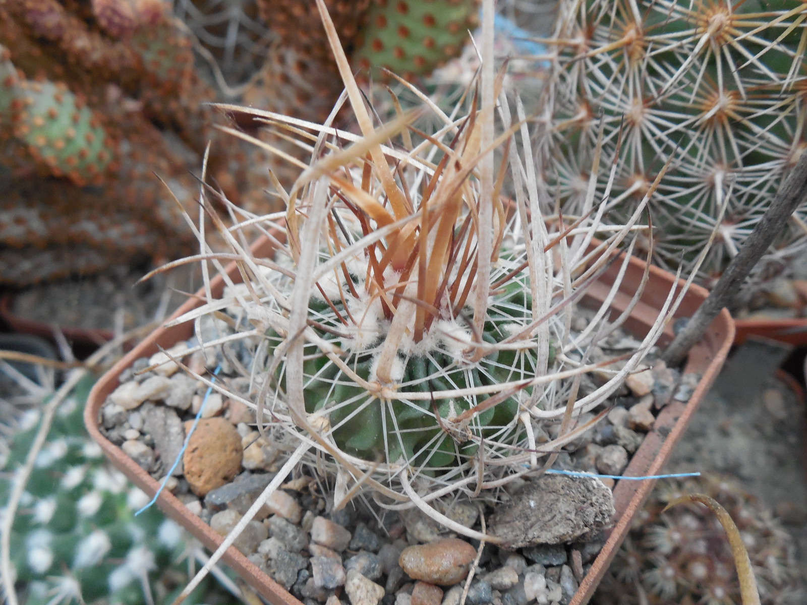 Echinofossulocactus  lloydii -  відбір -