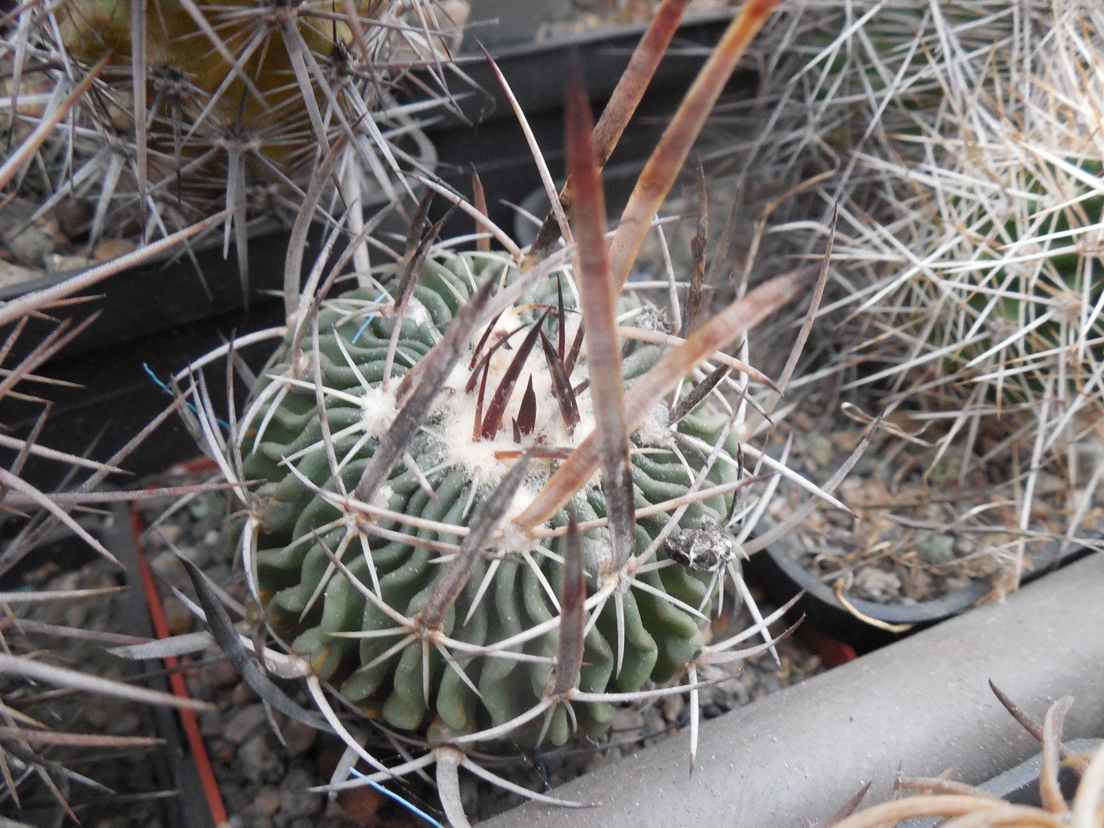 Echinofossulocactus longispinus - Panarotto -